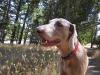 Wooley in the breeze